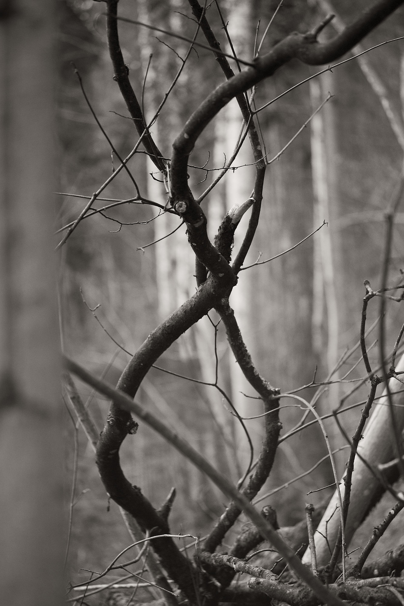 Intertwined