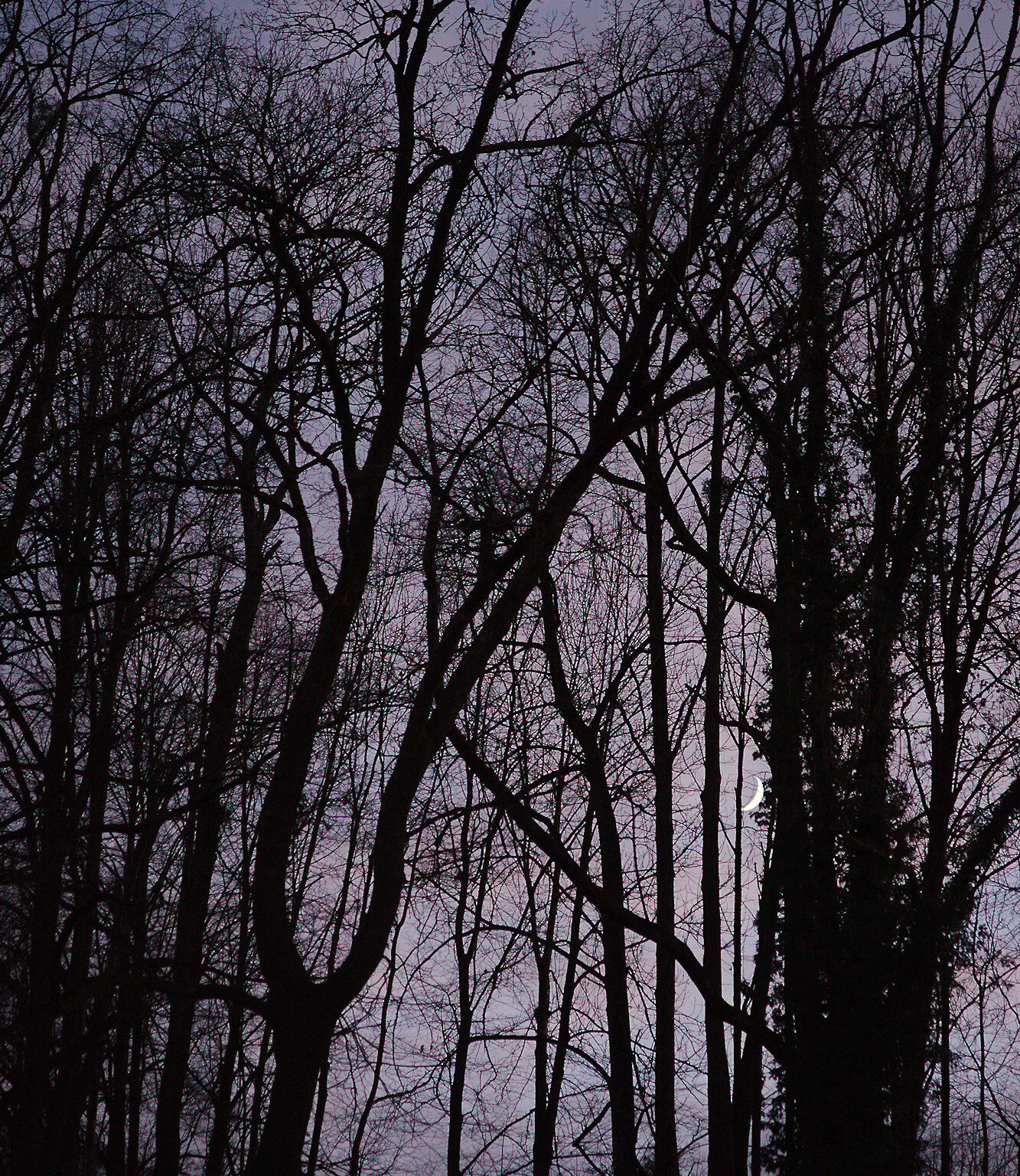 Moonlit Night