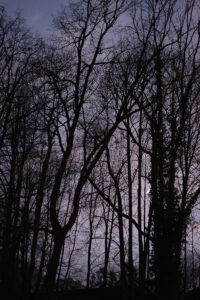Moonlit Night