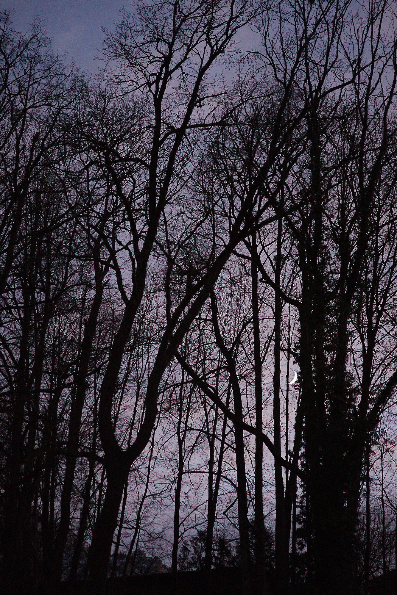 Moonlit Night