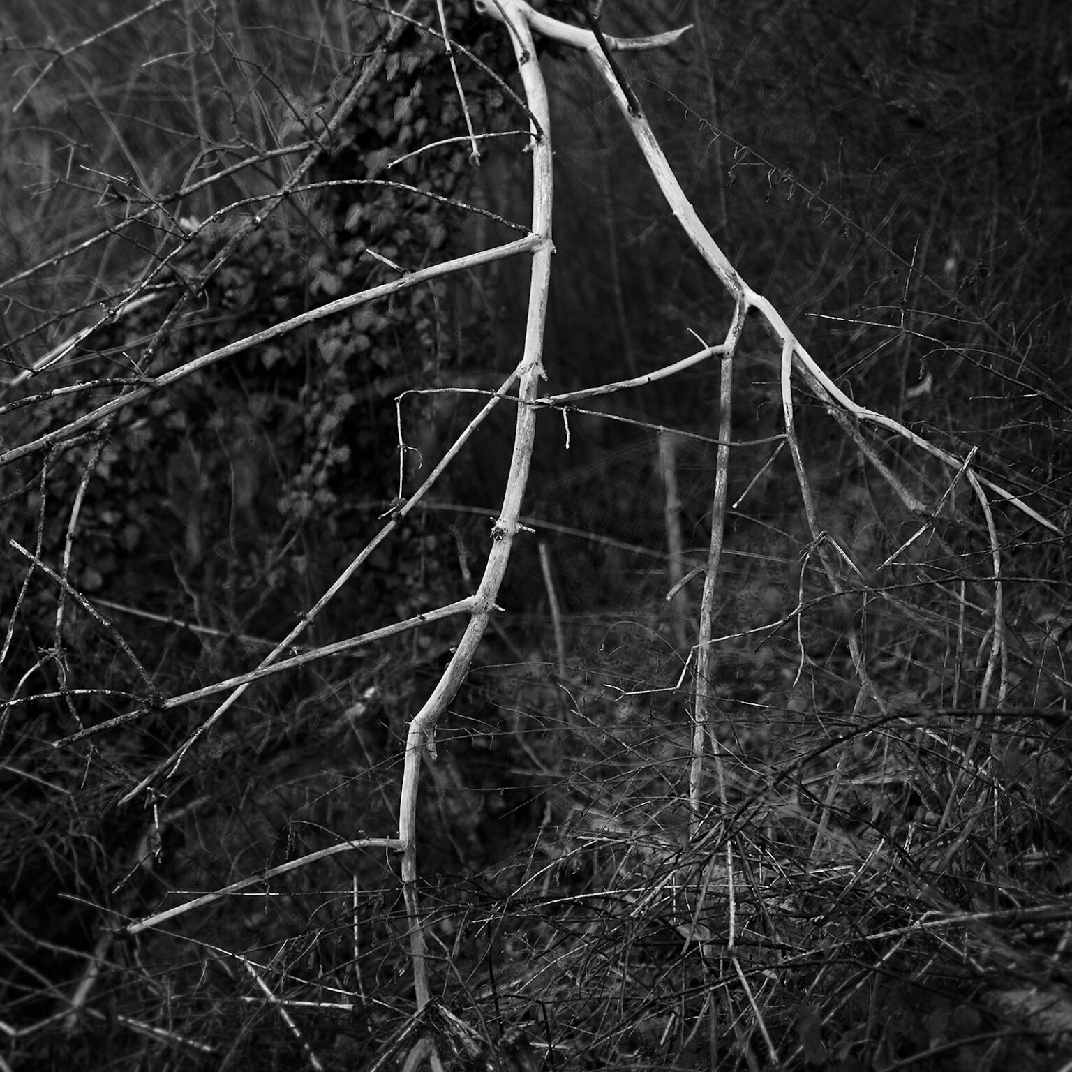 White Branch