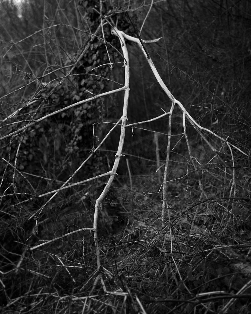 White Branch, Östl. Alte Saline, Bad Reichenhall, Black & White, Minor Landscape, Urban