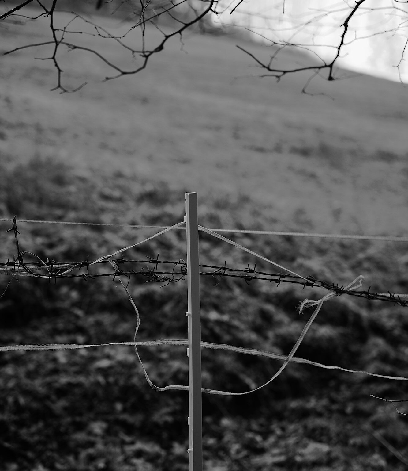 White Fence 2020