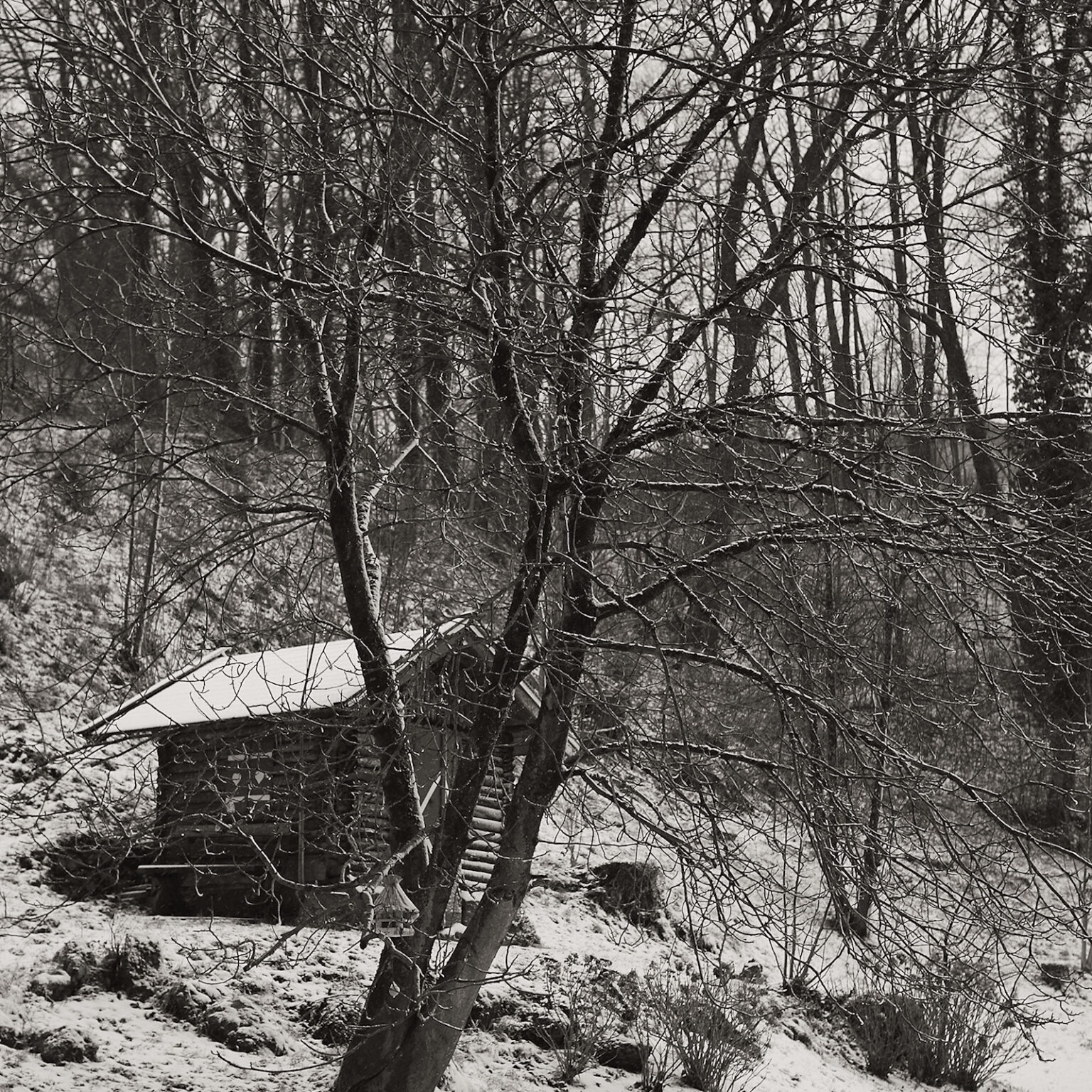 Late Winter Storm