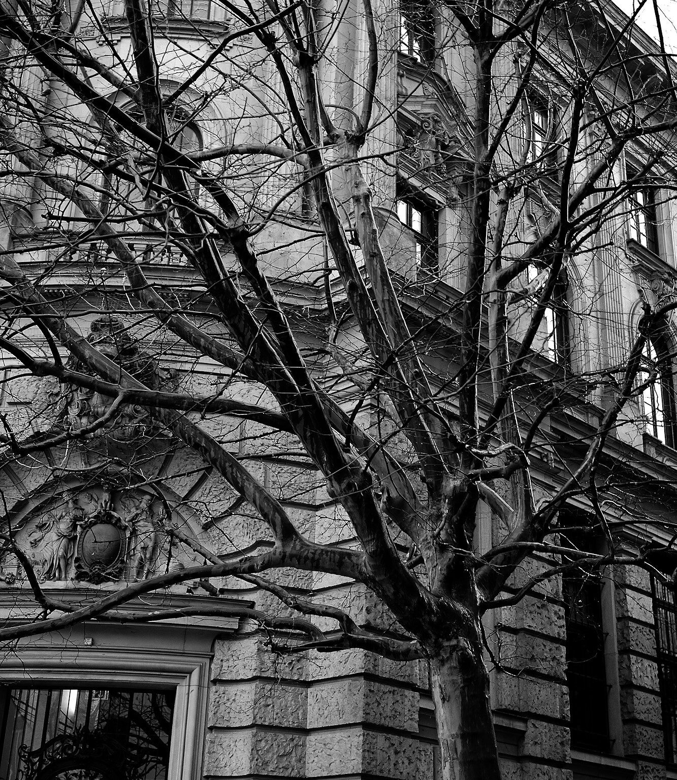 Sycamore in Rain
