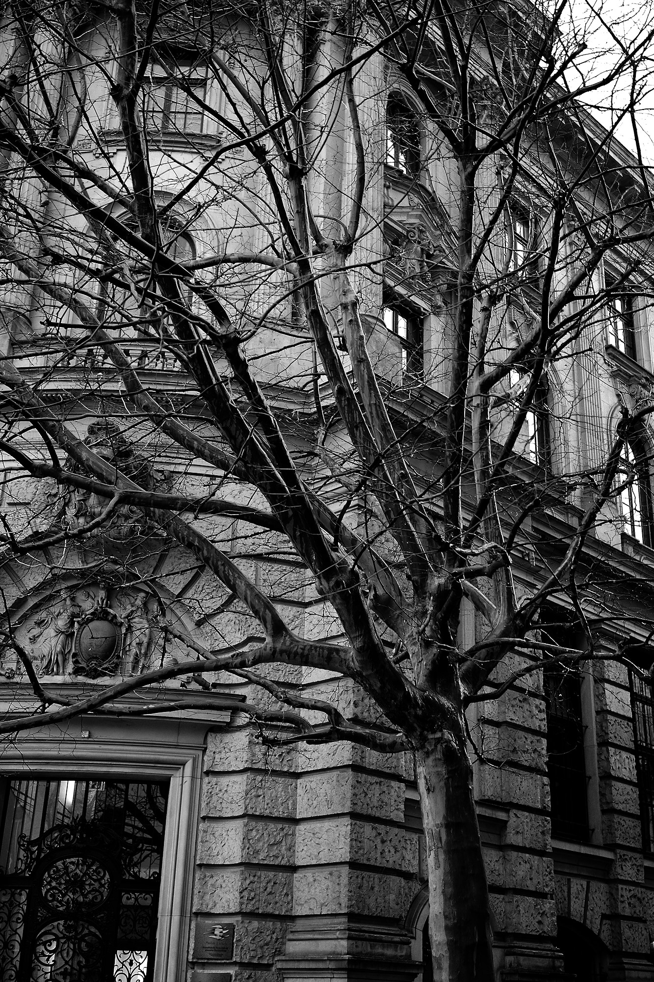 Sycamore in Rain