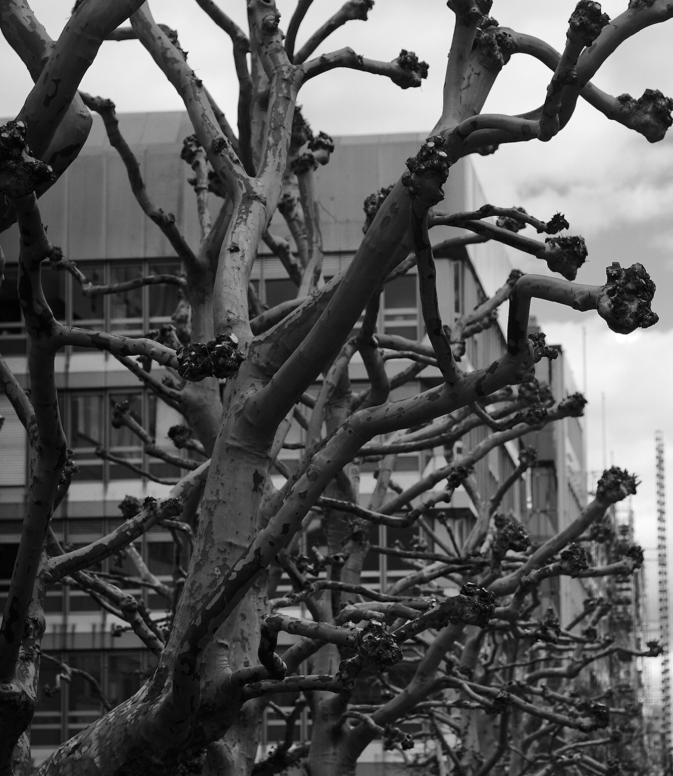 Bare Sycamores