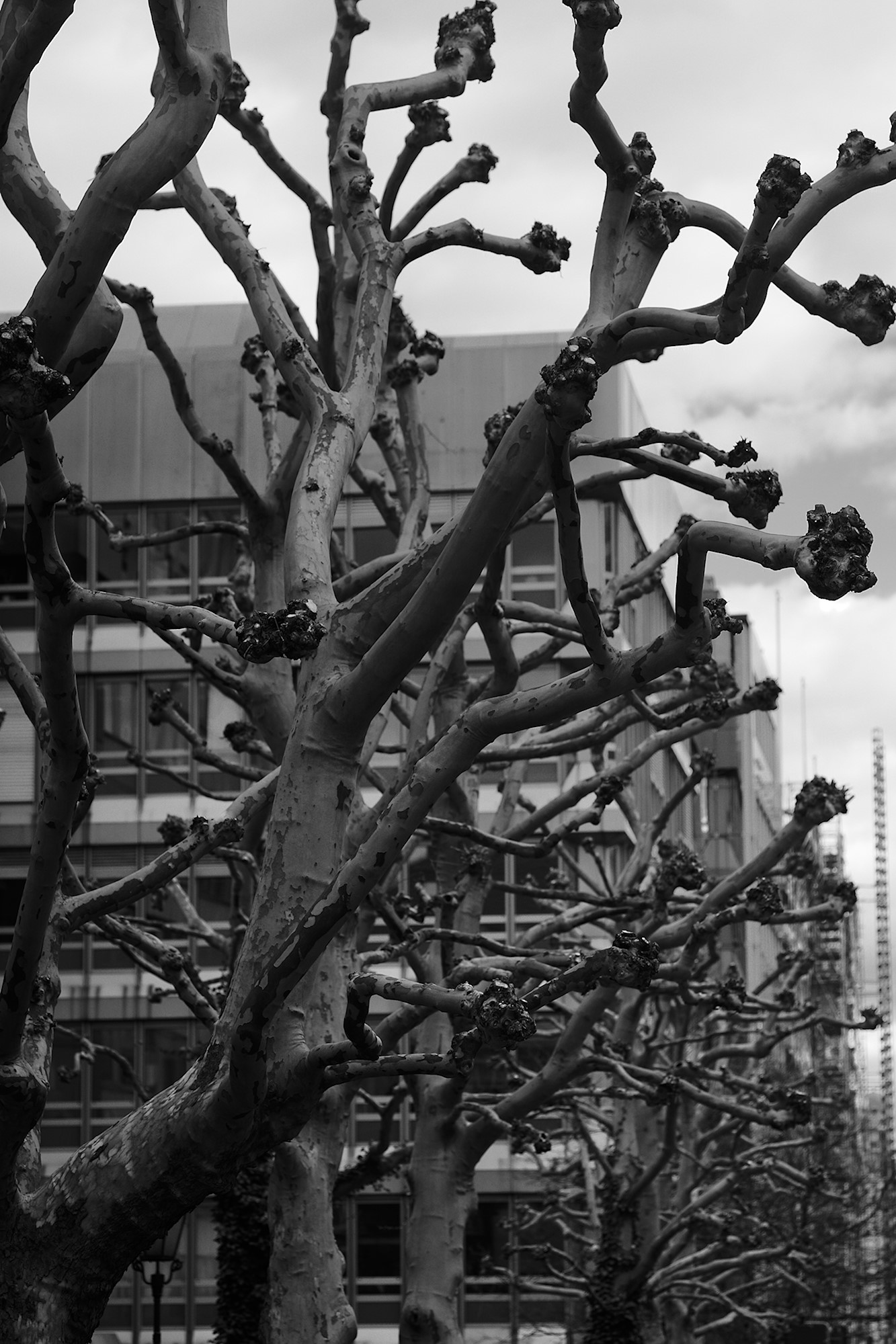Bare Sycamores