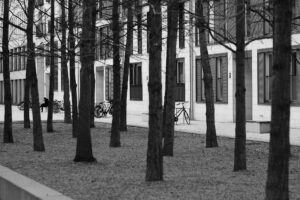 Embedded Trees
