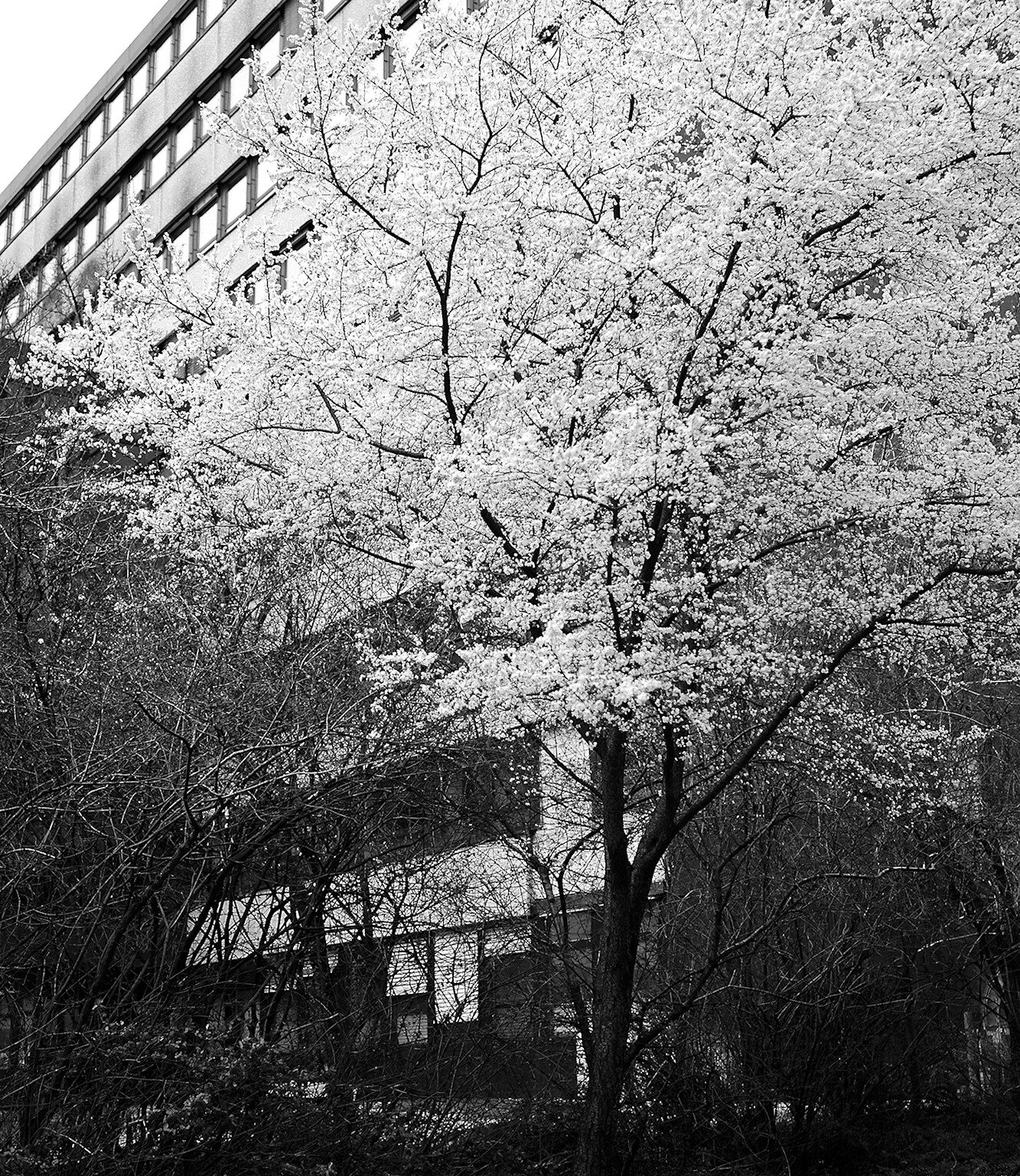 First Cherry Blossoms