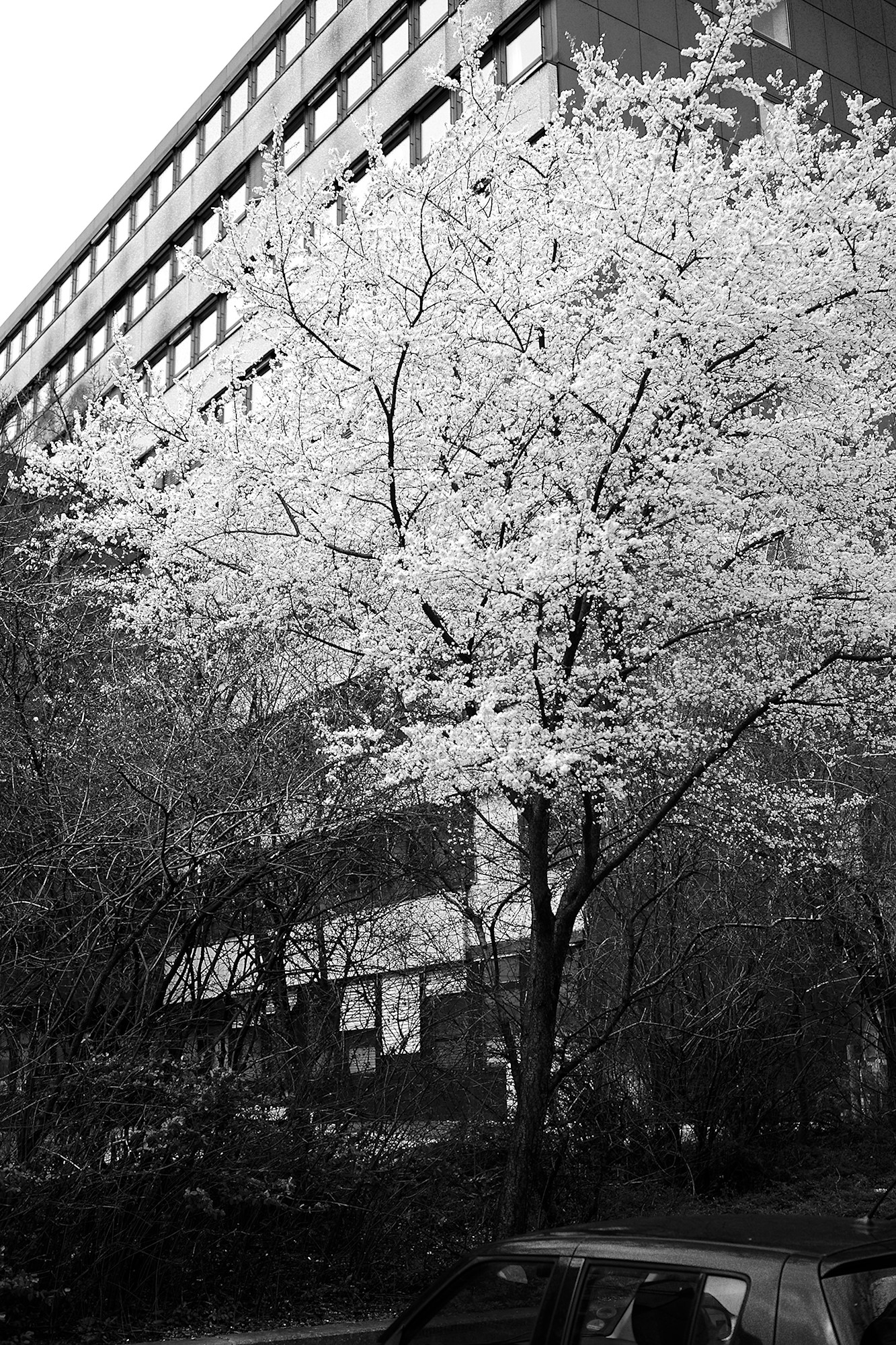 First Cherry Blossoms