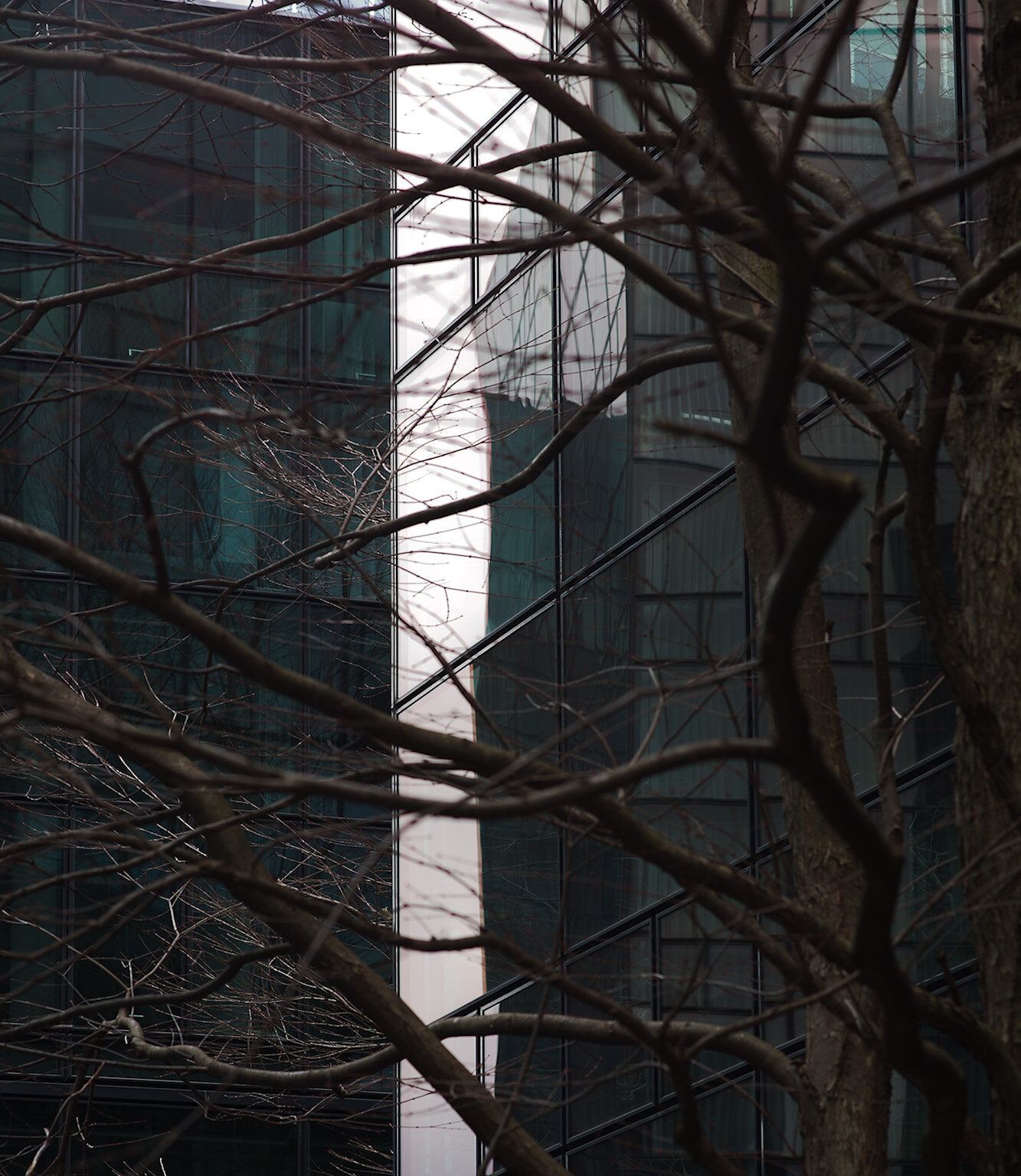 Trees in front of Glass