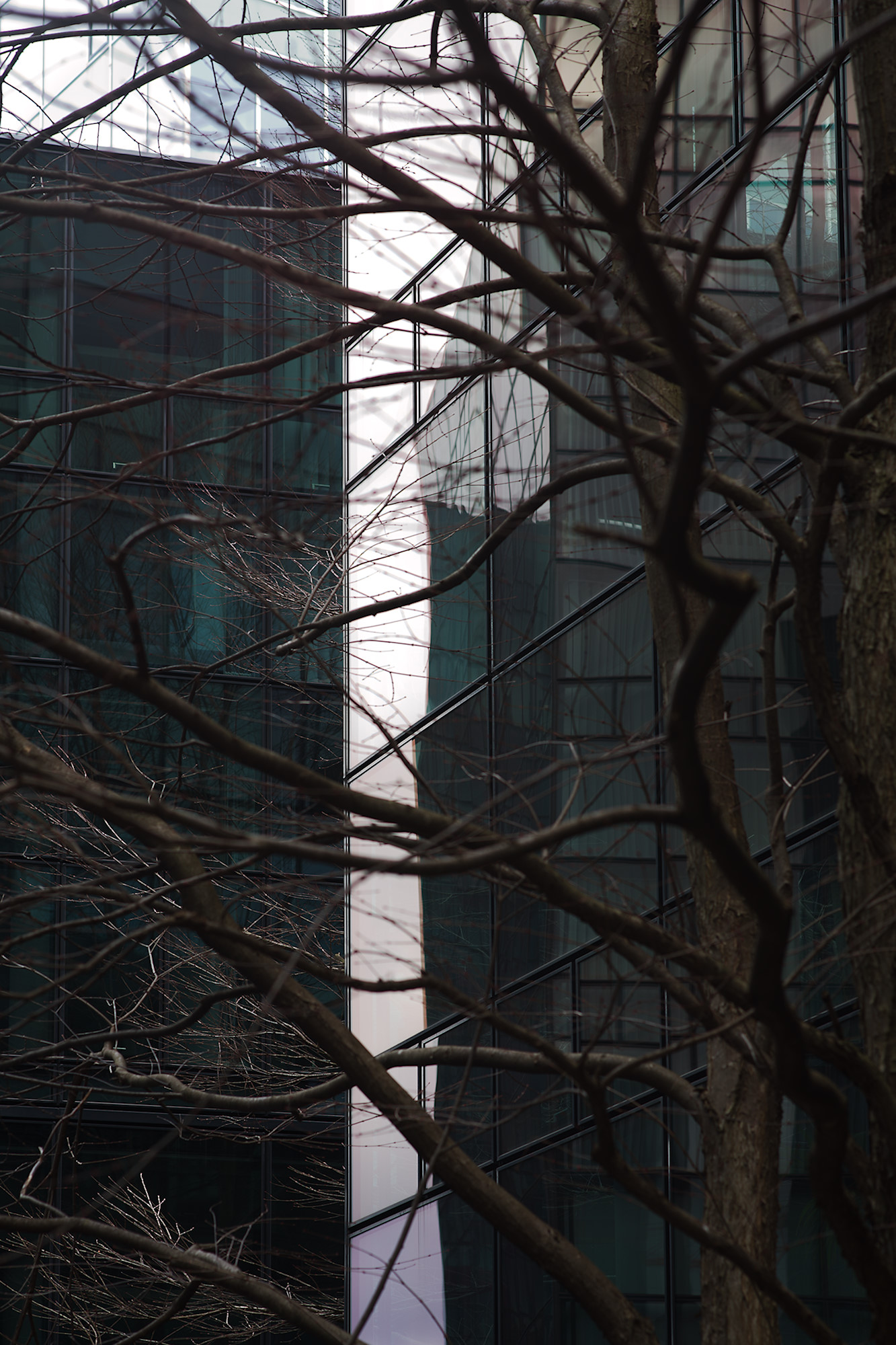 Trees in front of Glass