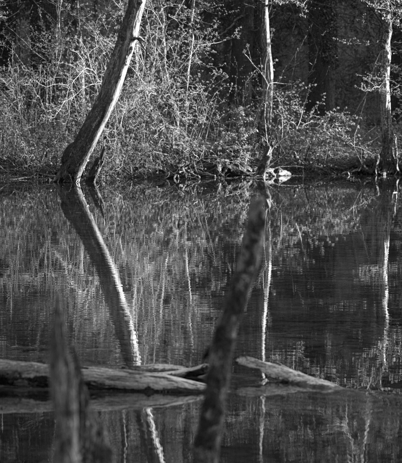 Afternoon Sun in the Wetlands