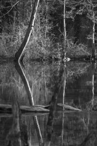 Afternoon Sun in the Wetlands