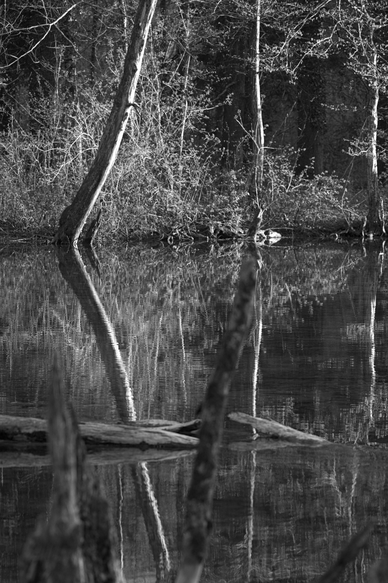 Afternoon Sun in the Wetlands