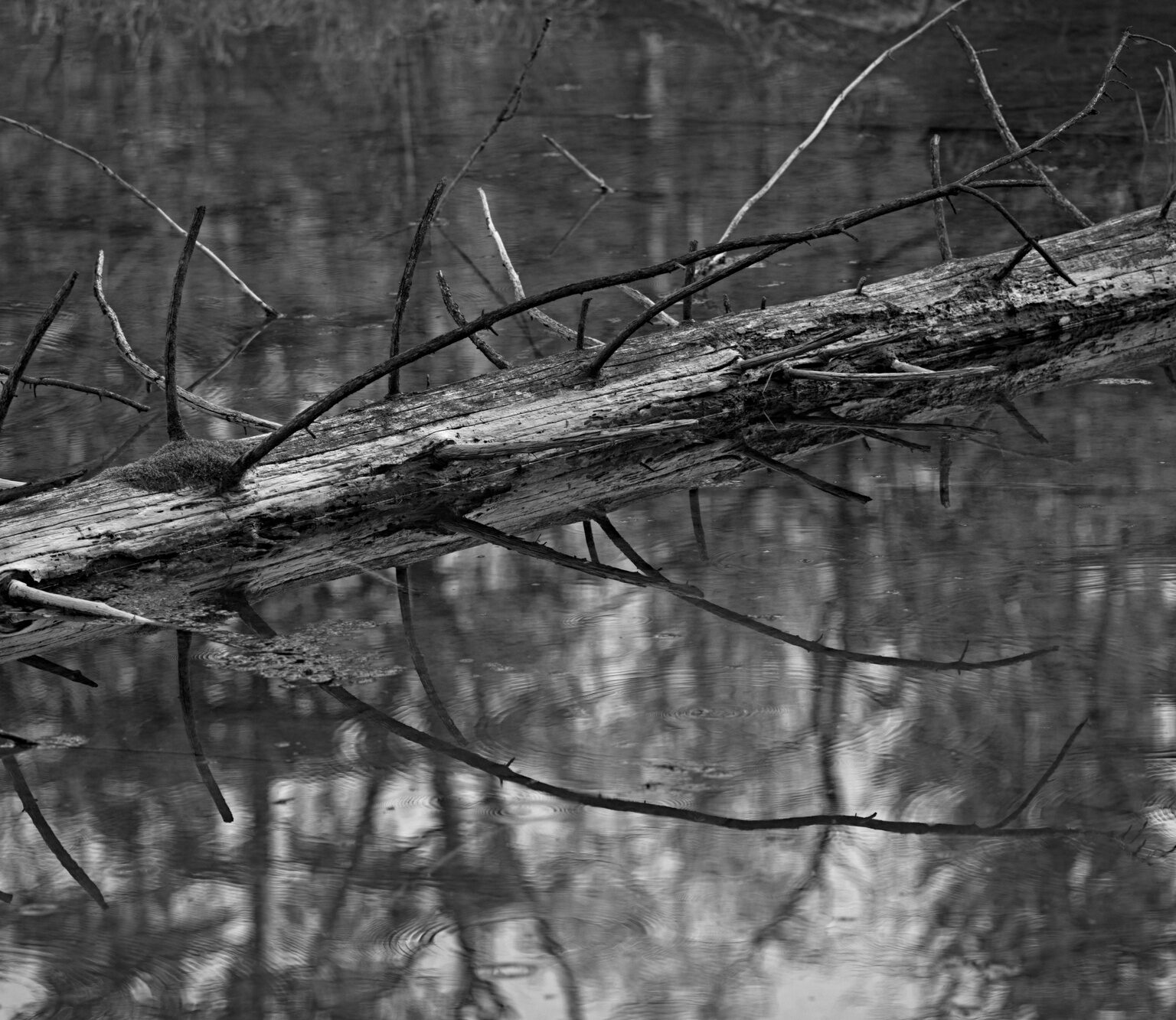 Tree, levitating
