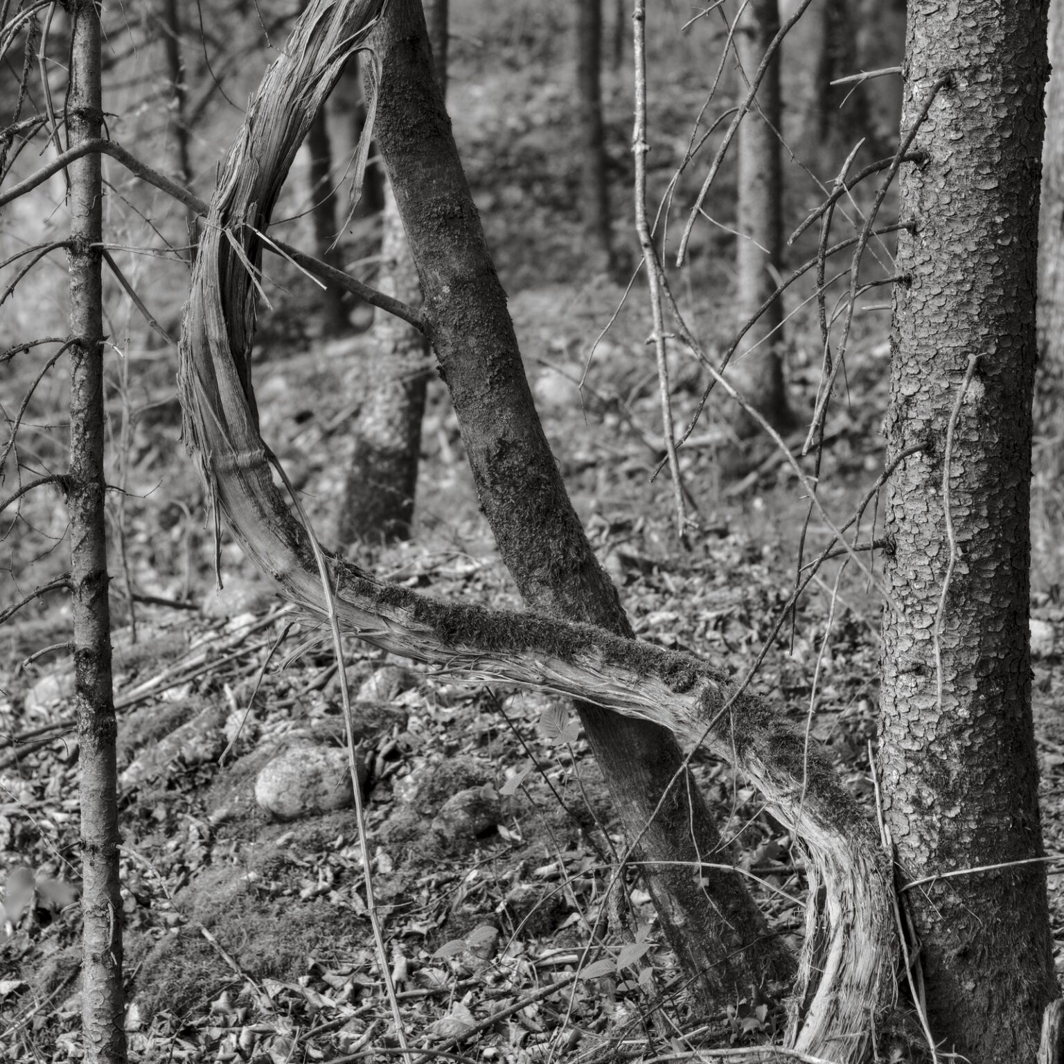 Forest Dollar