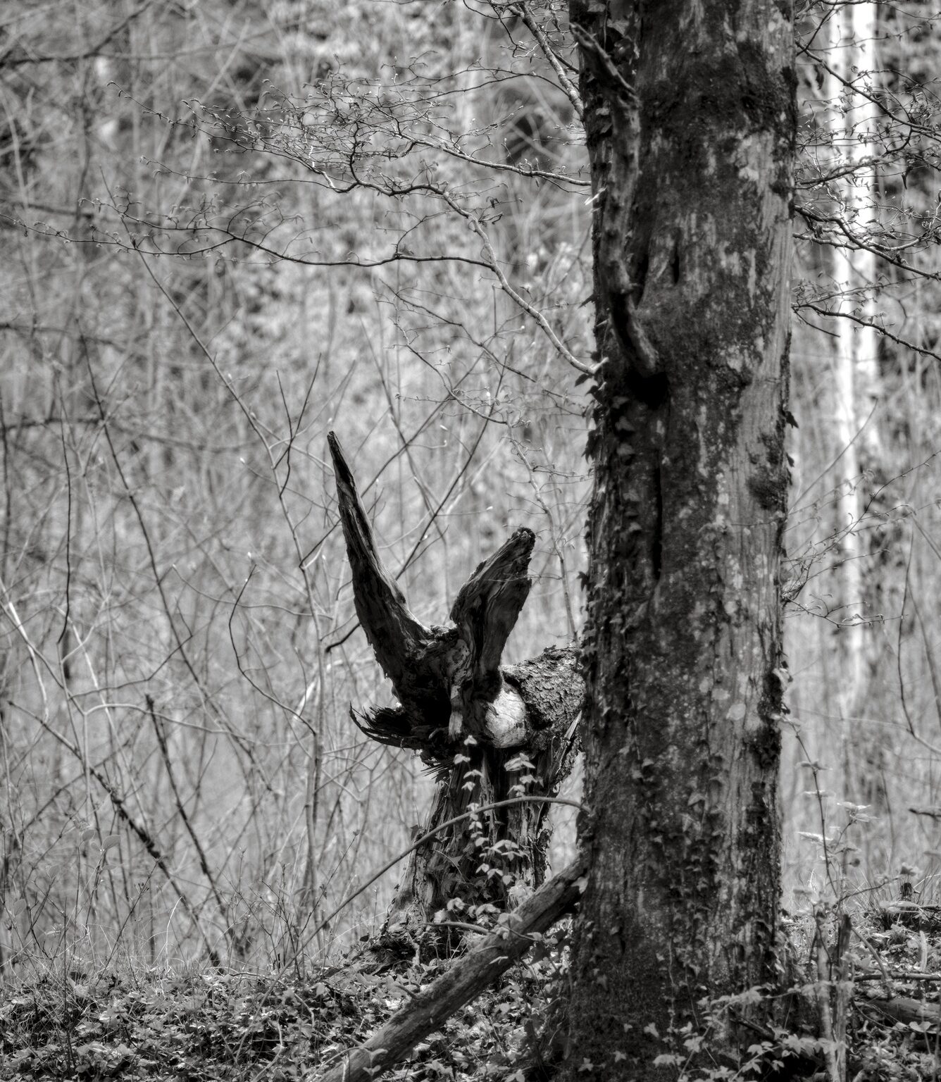 Hare’s Ear