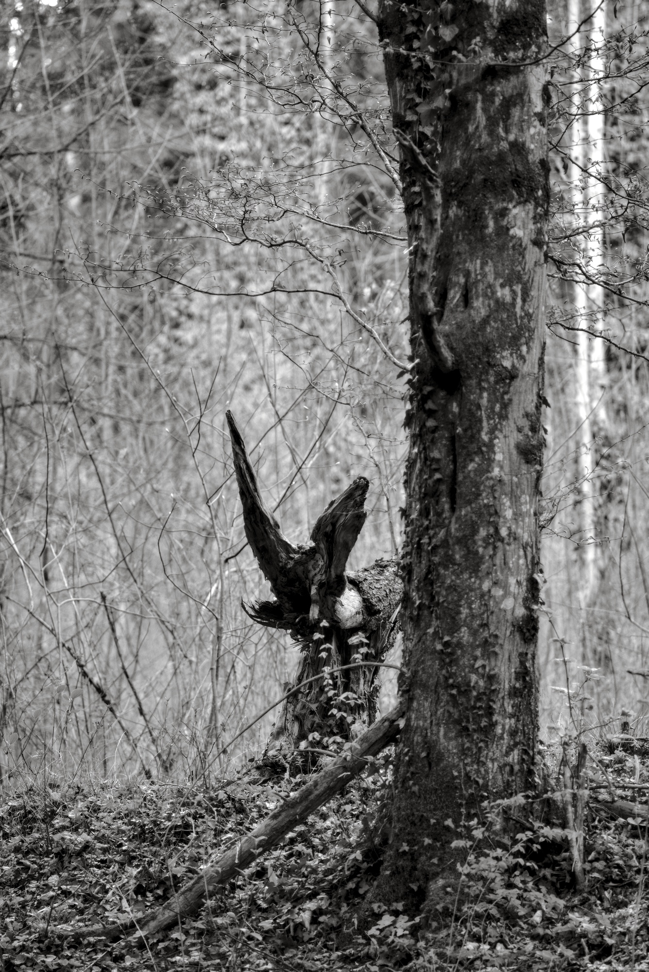 Hare’s Ear