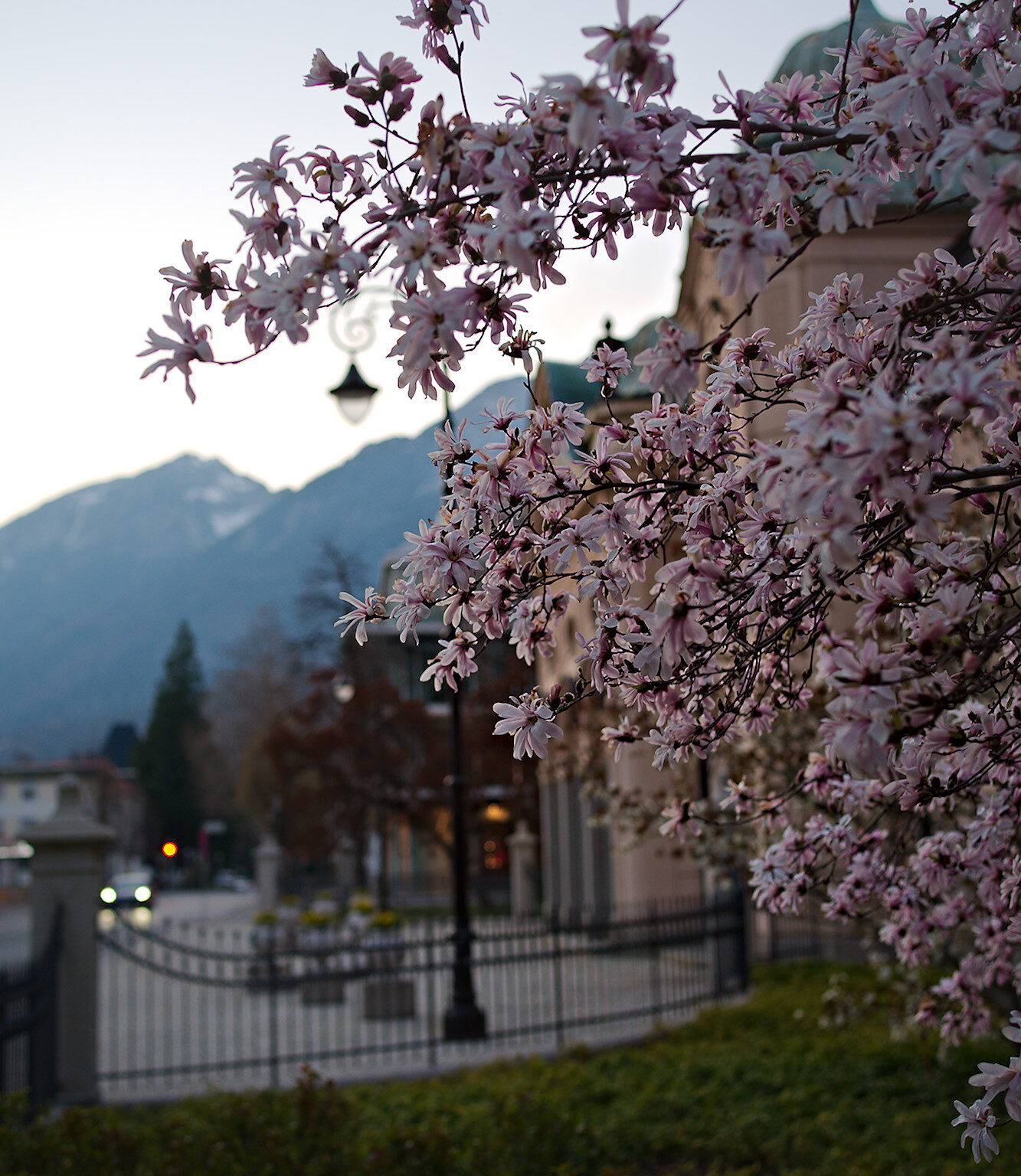 Magnolia, inevitable