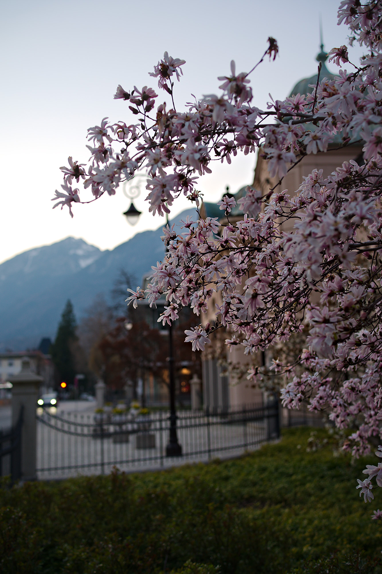 Magnolia, inevitable