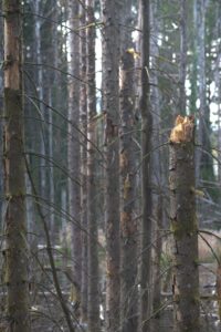 Soft Afternoon Light