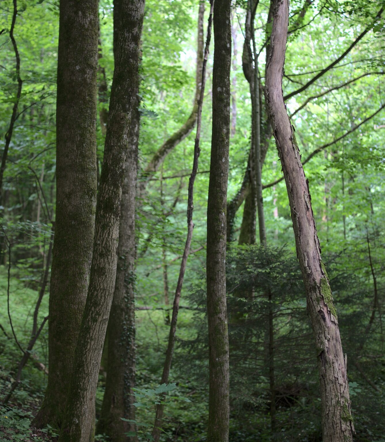 Soft Green