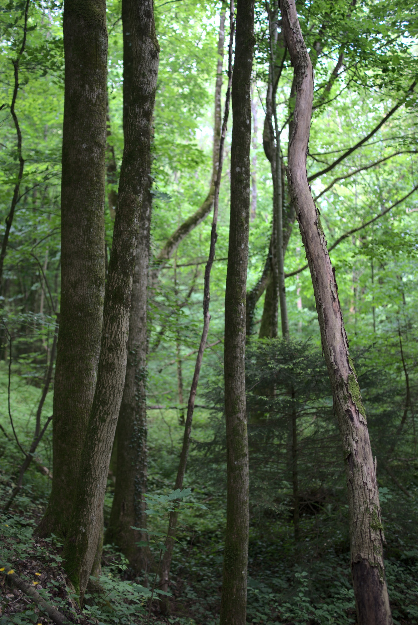 Soft Green