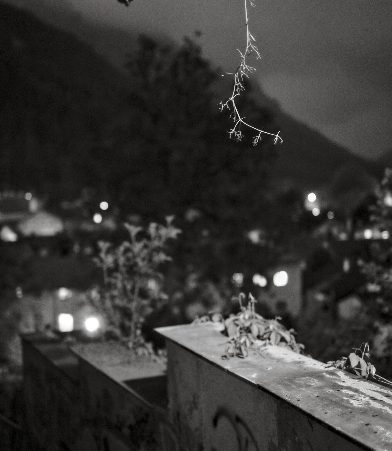 Solitary Tendril