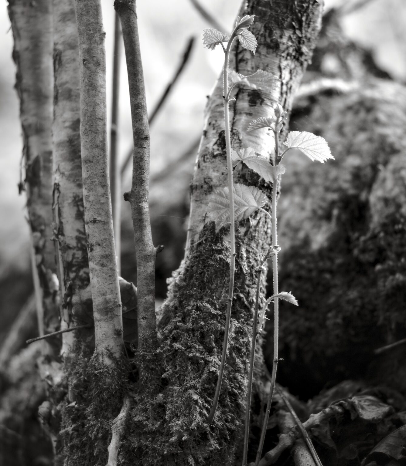 Young Birches