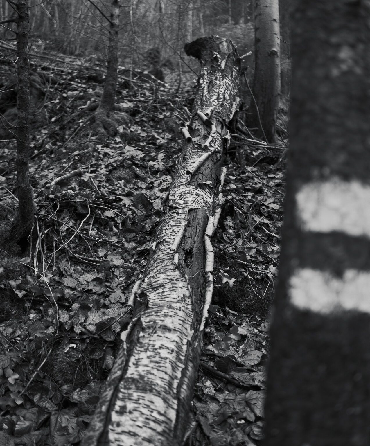 Log and Marking