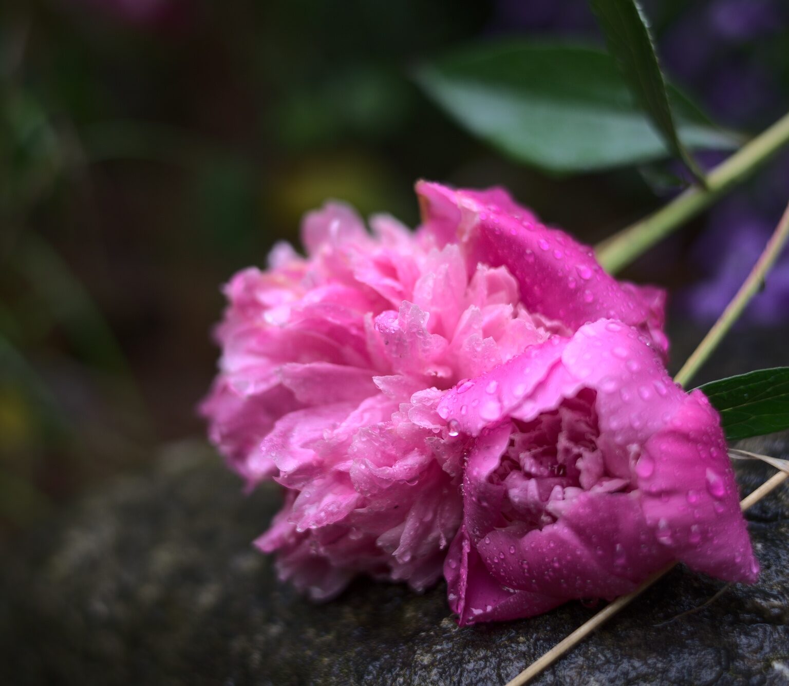 Peonia in Rain