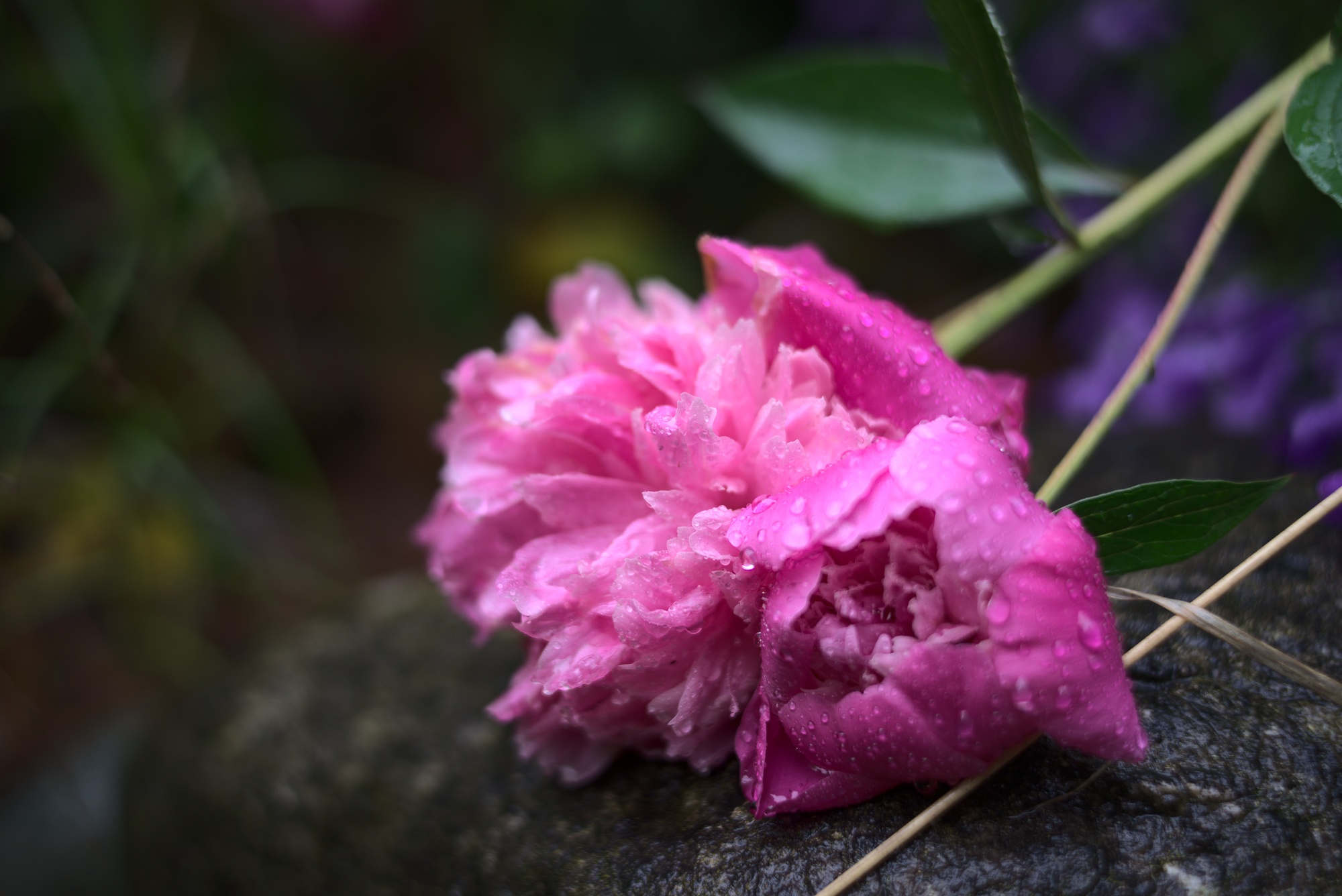 Peonia in Rain