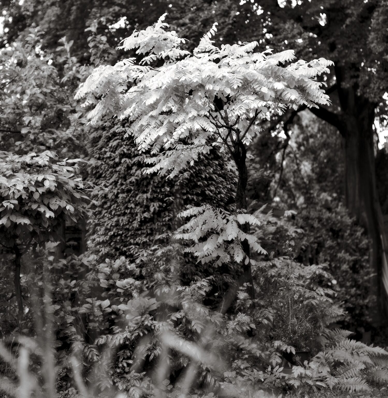 Bastard Acacia in the Rain