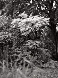 Bastard Acacia in the Rain
