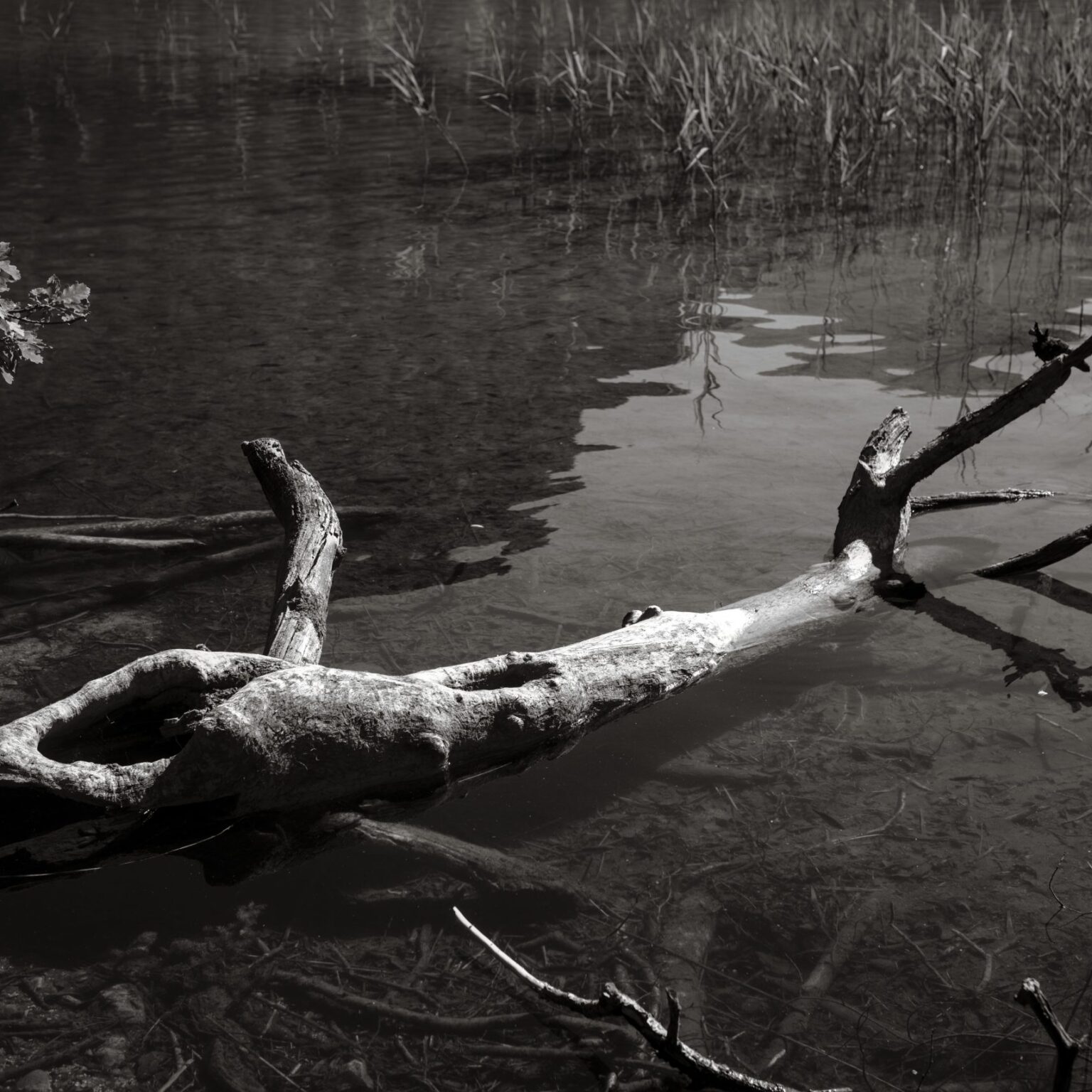 Tree Carcass