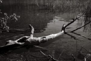 Tree Carcass