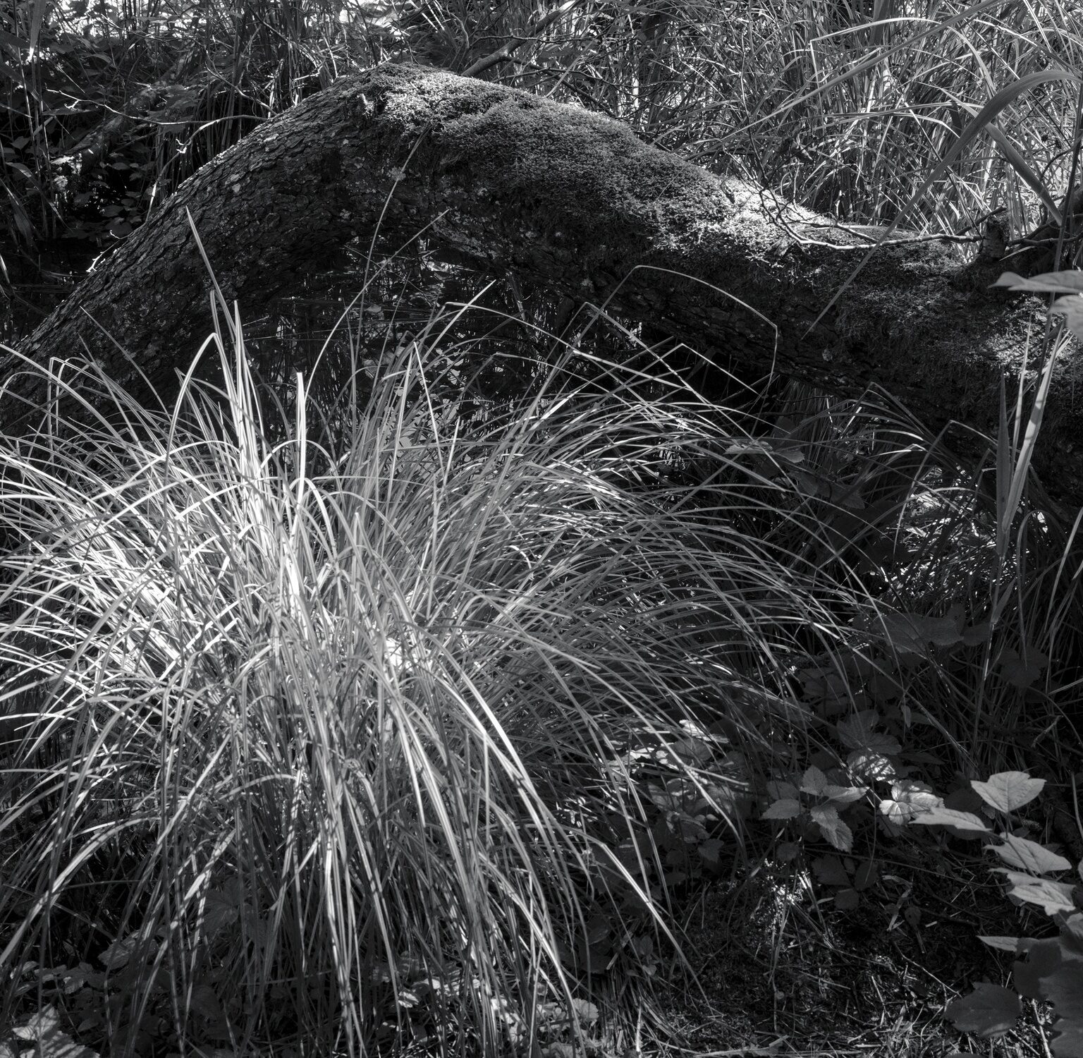 Underbrush Grass