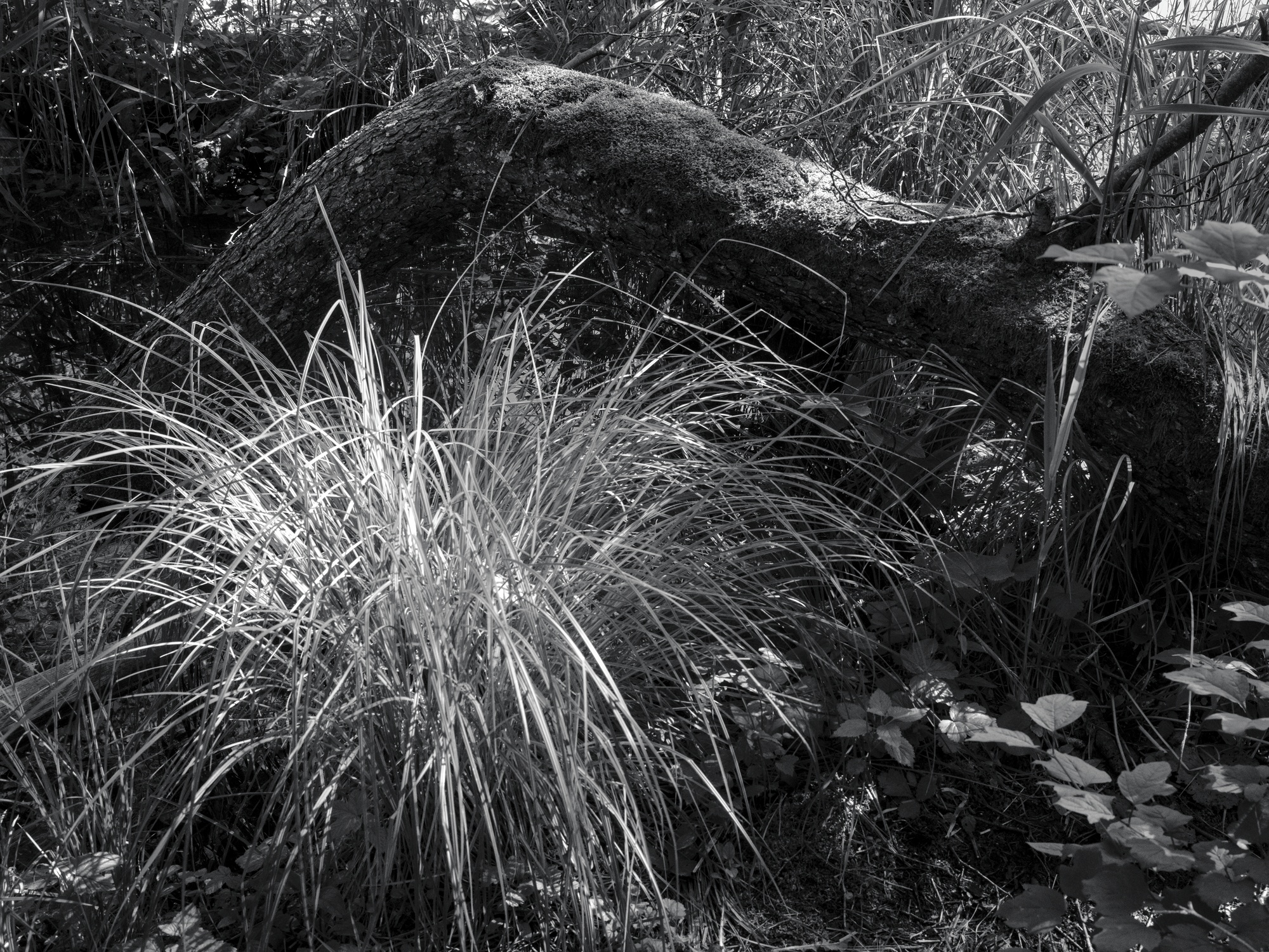 Underbrush Grass