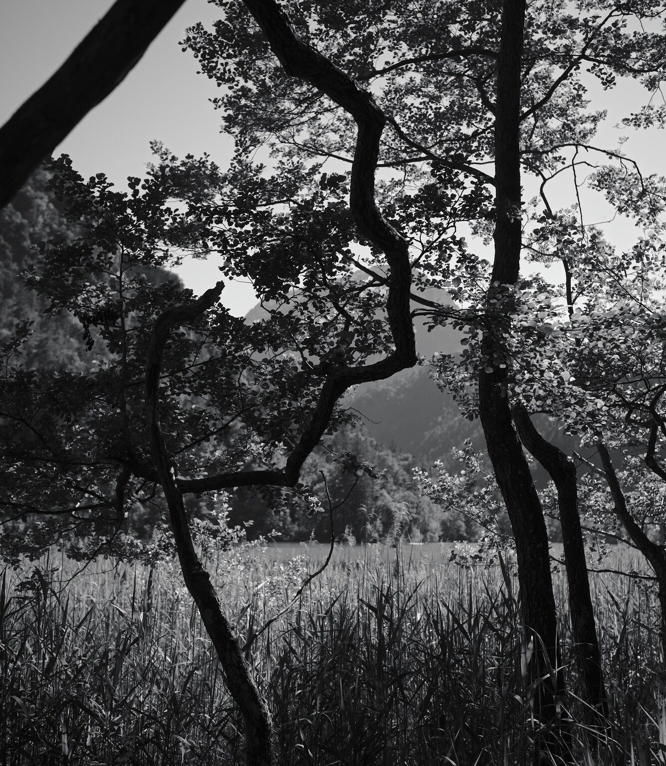 Zigzag-Tree