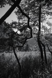 Zigzag-Tree
