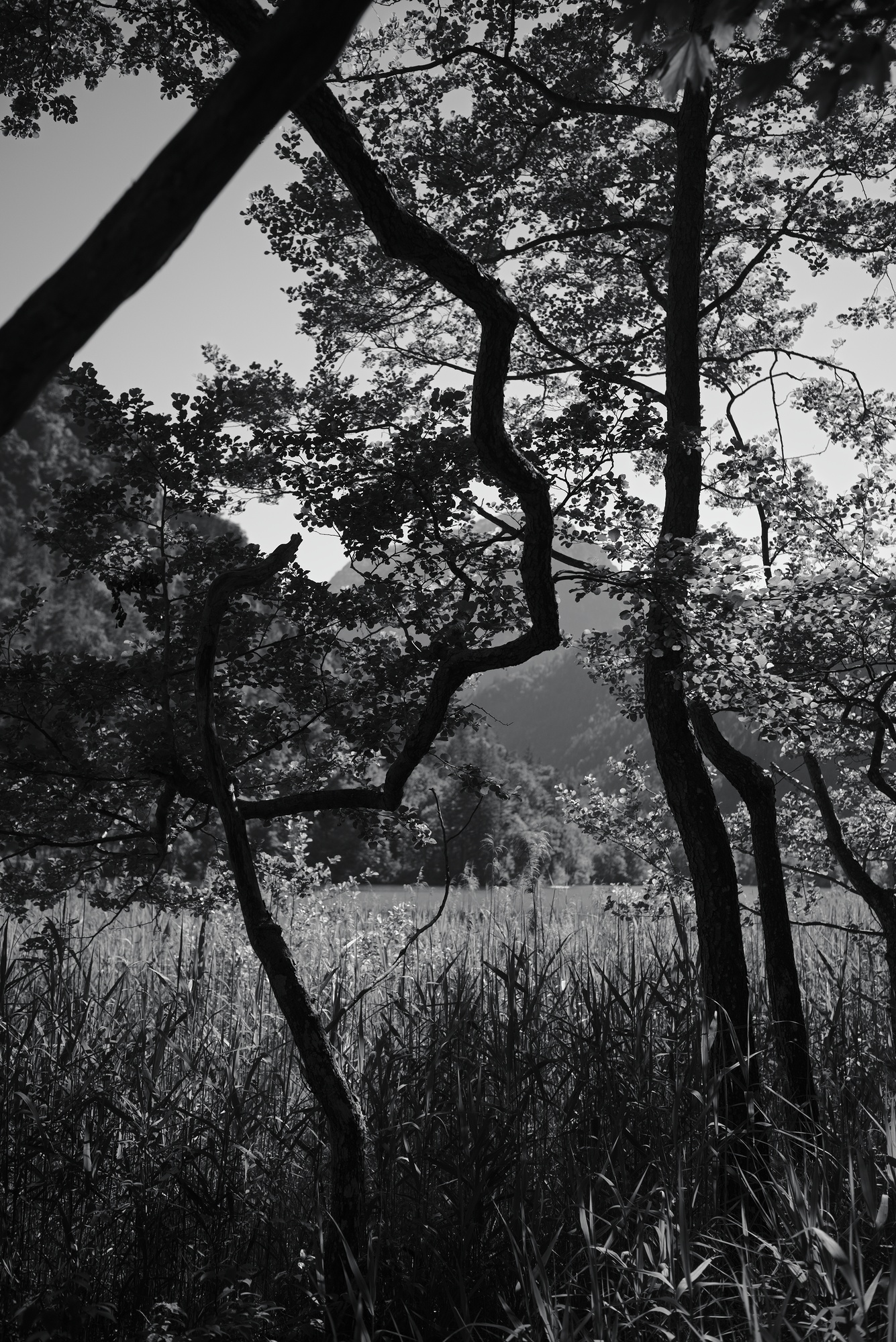 Zigzag-Tree
