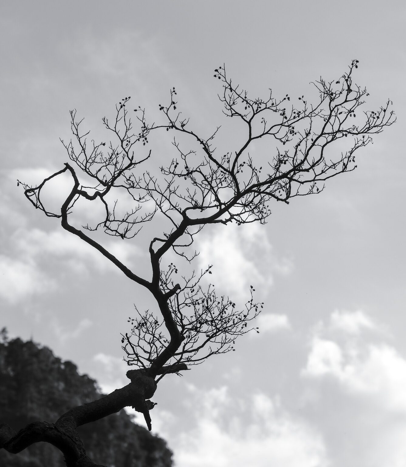 Bare Branch