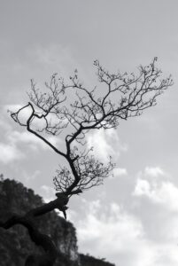 Bare Branch