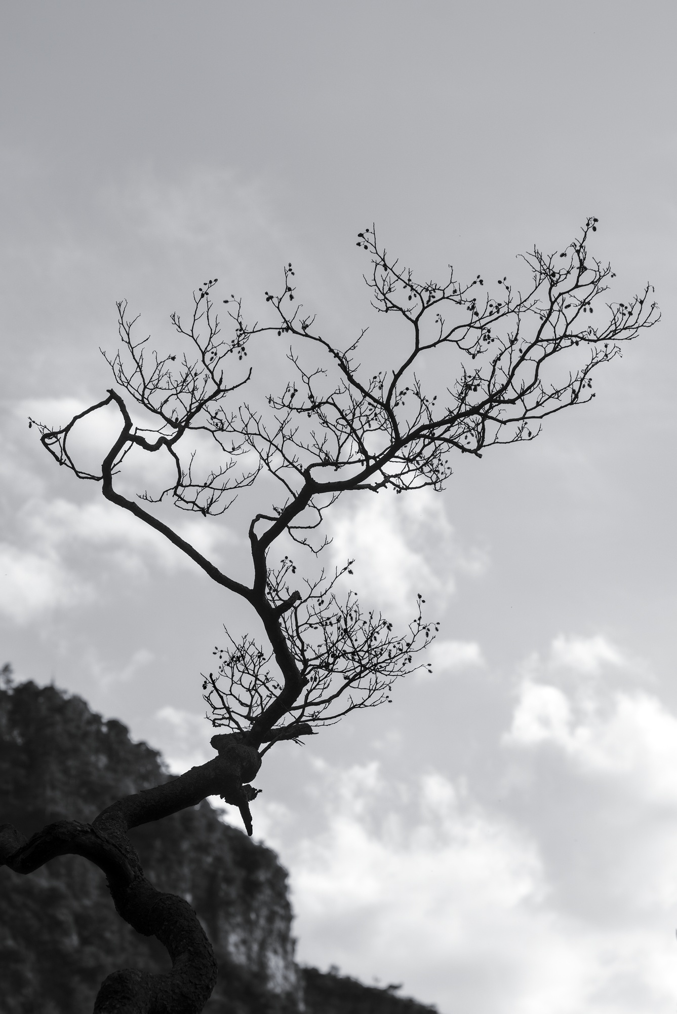 Bare Branch