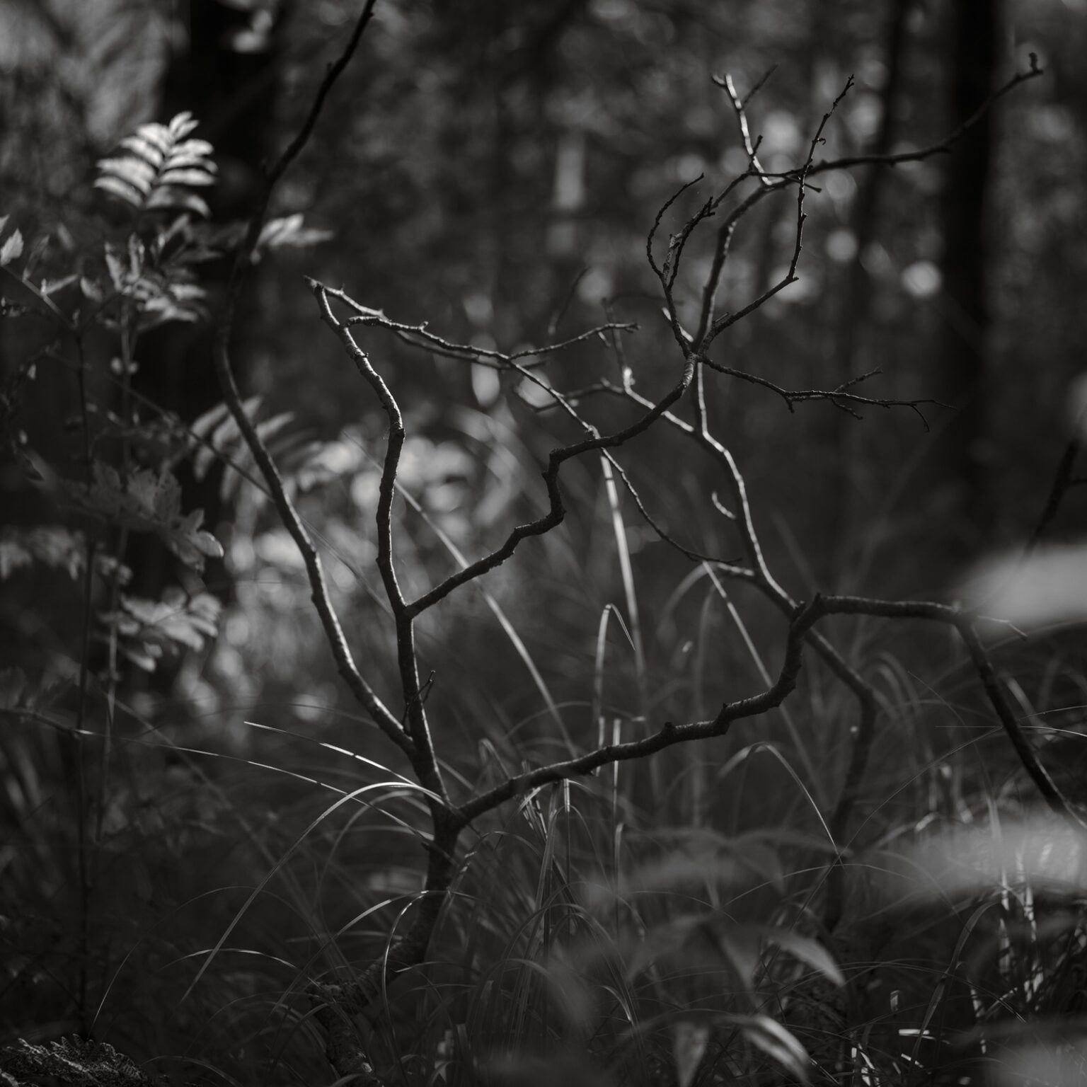 Delicate Twigs