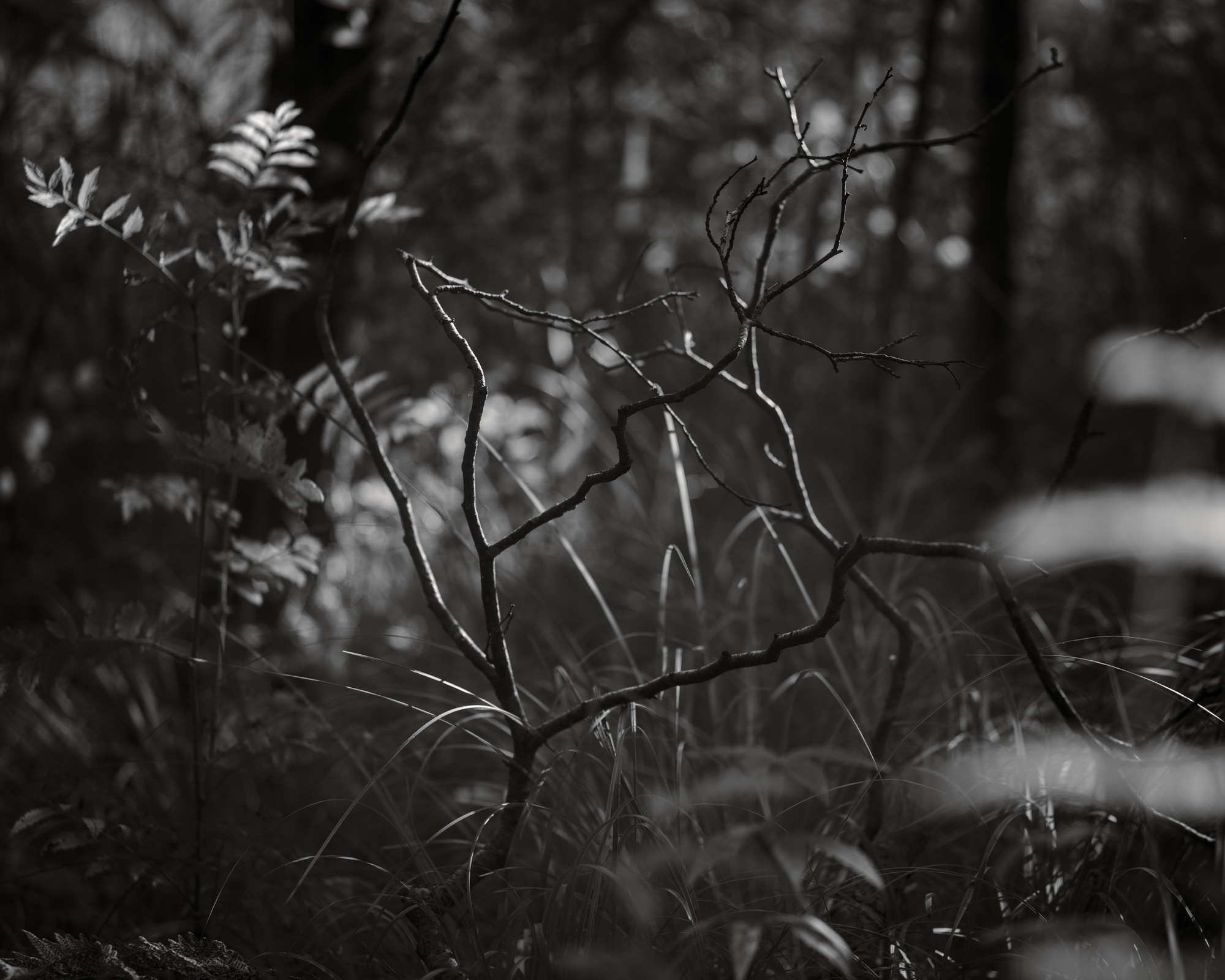 Delicate Twigs