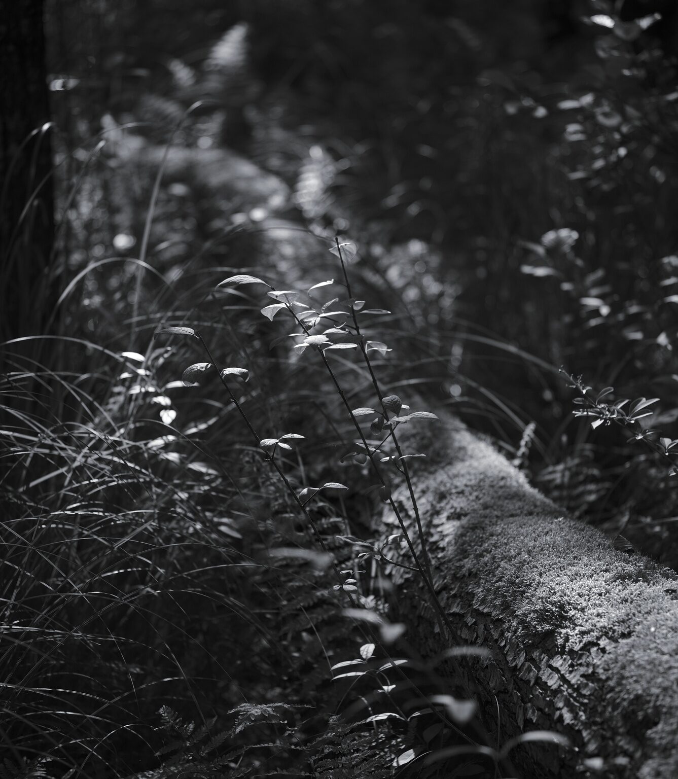 Dogwood, enlightened
