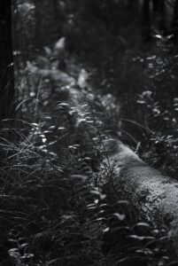 Dogwood, enlightened